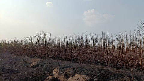 Sugarcane Crop Fire