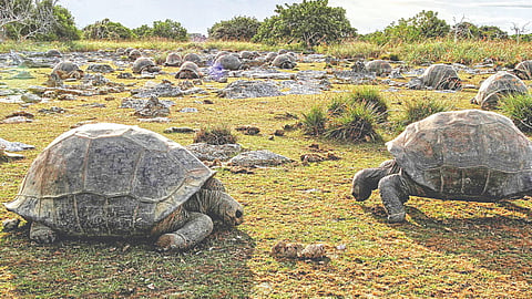 Seychelles Giant Tortoises |