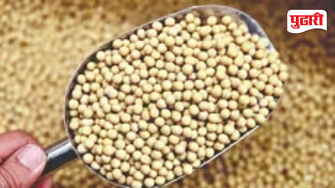Purna Soybean Crop Loss