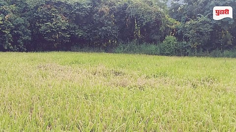 Alibag Rice Production