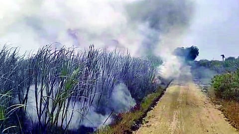 Pandharpur Sugarcane Crop Fire : बोहाळी येथे शॉर्टसर्किटने सात एकर ऊस जळून खाक