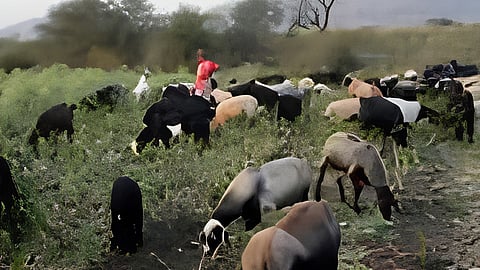 Sangli Sheep Death Incident : वाळव्यात चरायला गेलेल्या ४५ मेंढ्या दगावल्या