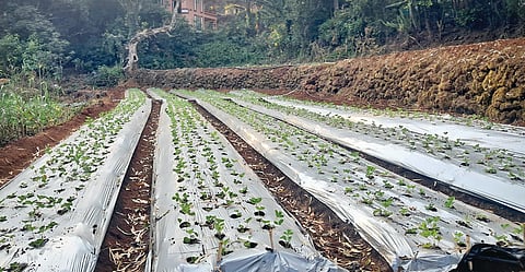 Panchgani Strawberry Farming : तापमानवाढीमुळे स्ट्रॉबेरी उत्पादक चिंतेत