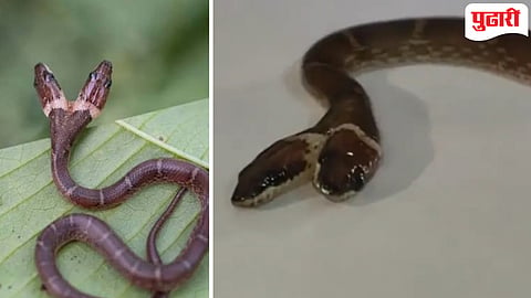 गुजरातमध्ये सापडलेला दोन तोडांचा दुर्मिळ साप