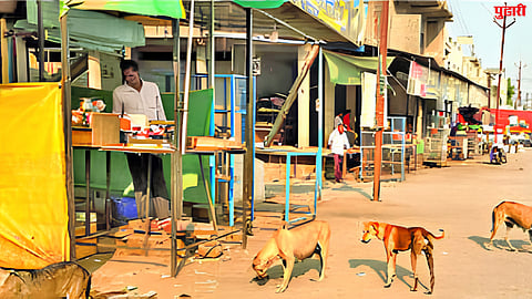 Stray dogs news