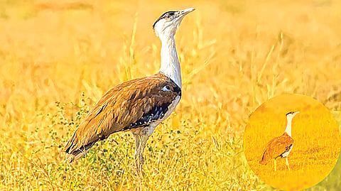 Great Indian Bustard |