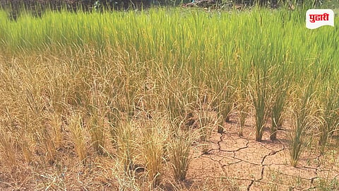 Mhasla Crop Damage
