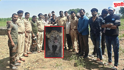 Kannad Leopard Cub Rescued