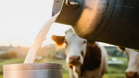 Dairy Farming