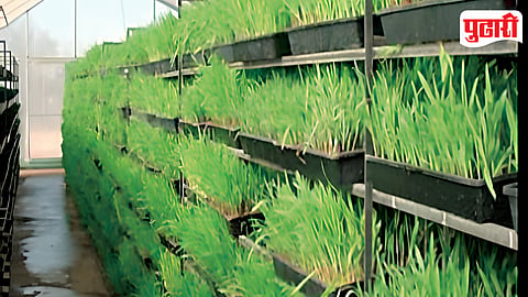 Hydroponic Fodder