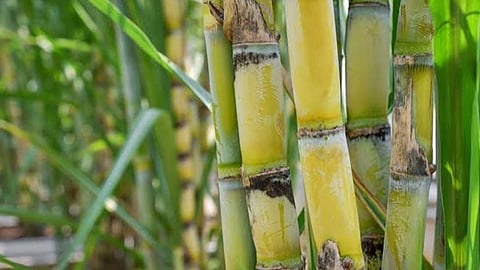 Sugarcane