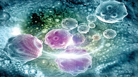Cancer Risk Factors |