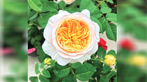 Most Expensive Rose | पंधरा वर्षांच्या मेहनतीनंतर बनला होता सर्वात महागडा गुलाब