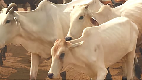 cows