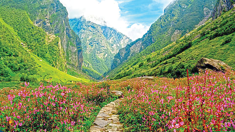 Himalayas Valley of Flowers |