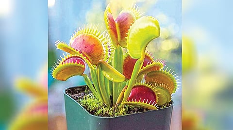 Insect-eating Plant |