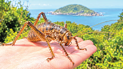 Largest Insects |