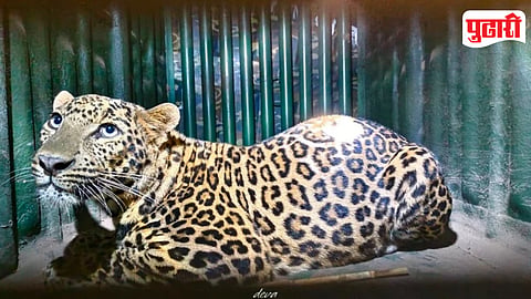 Leopard Captured