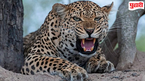 Chandrapur Leopard Attack