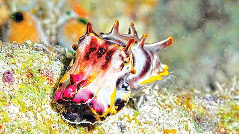 Cuttlefish Hypnosis |