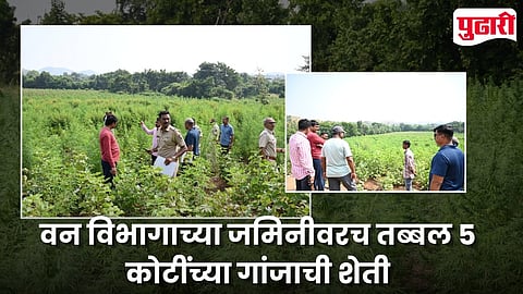 Shirpur Cannabis Seizure