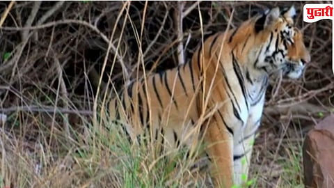 Madanapur Railway Track Pregnant Tigress Death