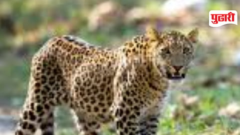 Leopard Sightings Palghar