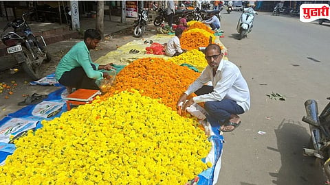Beed Georai Marigold Market Price