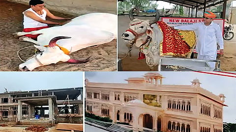 Cow Luxury Bungalow | गायीसाठी एक कोटीचा बंगला, २४ लाखांचे दागिने