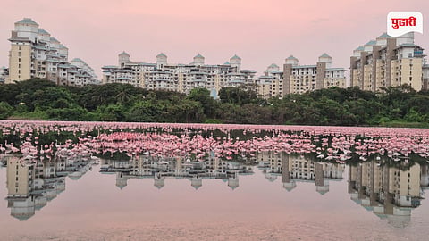 Flamingos in Mumbai