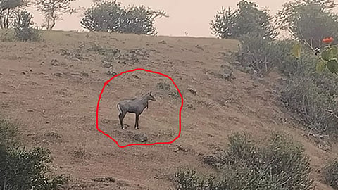 Nilgai Spotted Dindori
