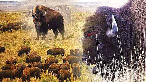 300 Donated Bison |
