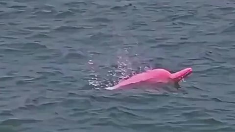 Rare Pink Dolphin |