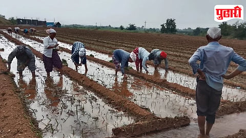 Early Onion Planting