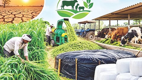 Solapur News : चाऱ्यासाठी ‘मिशन मुरघास’