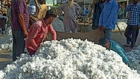 Private cotton purchase weight inspection