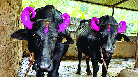 Karnataka Buffalo Theft