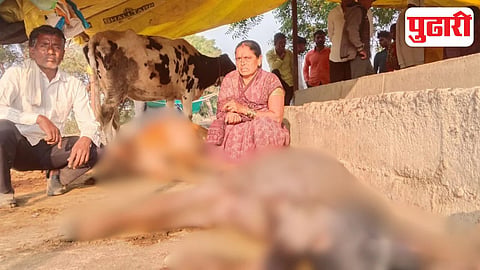 cattle buffaloes attacked purna parbhani