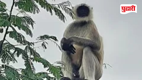 Naigaon Monkey Attack