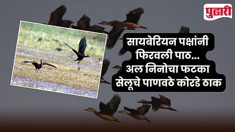 El nino Effect On Siberian Birds