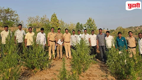 Dhule Crime : शिरपूर तालुक्यातील वन विभागाच्या क्षेत्रातून 7 कोटी 67 लाख रुपयांचे गांजाचे पीक उध्वस्त!