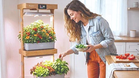 Smart Hydroponics Garden |