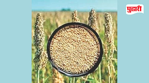 Jalna Rabi Jowar Seeds Scheme
