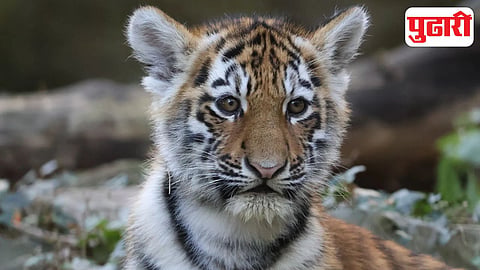 Chandrapur Tiger Attack