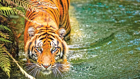Tiger Family Bonds |
