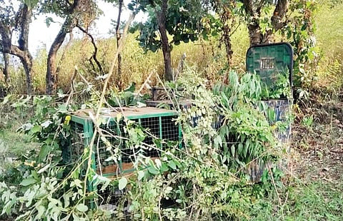 सोनारवाडी : पाटणे वनपरिक्षेत्र अधिकार्यांनी लावलेला दुसरा सापळा.