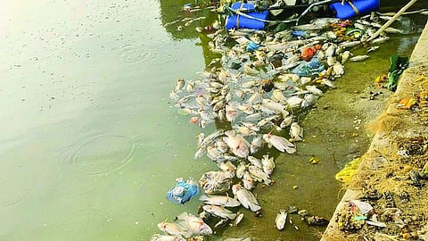Miraj Lake Fish Death
