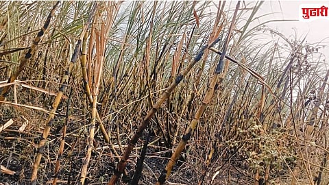 Sugarcane Crop Fire