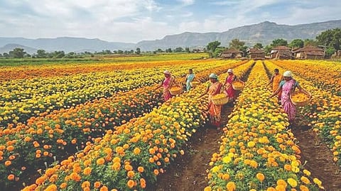 Marigold Price Crash |
