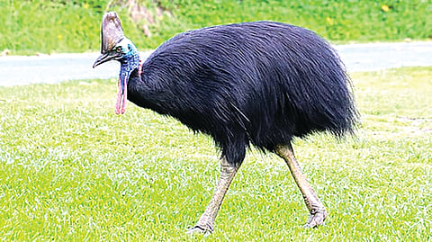 World Most Dangerous Bird |